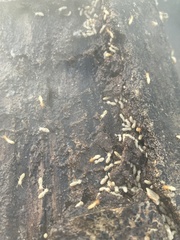 Coptotermes formosanus