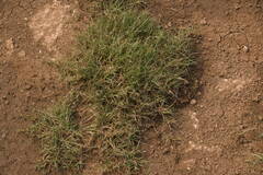 Bouteloua dactyloides