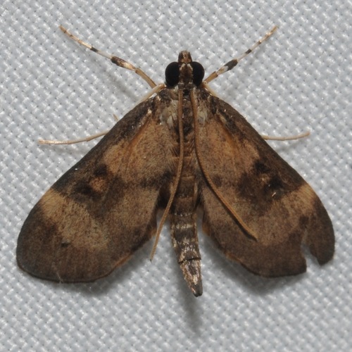 Lygropia fusalis Hampson, 1904