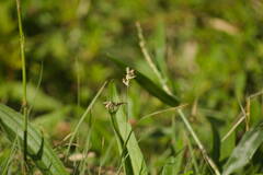 Bouteloua dactyloides