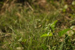 Bouteloua dactyloides