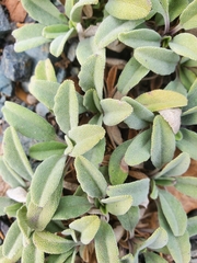 Salvia sonomensis