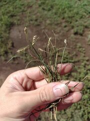 Bouteloua dactyloides