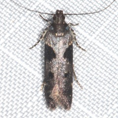 Gelechiini