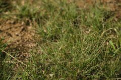 Bouteloua dactyloides