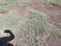 Bouteloua dactyloides