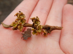 Hamamelis