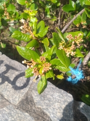 Guettarda platypoda