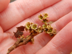 Hamamelis