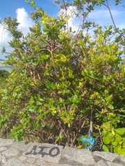 Guettarda platypoda