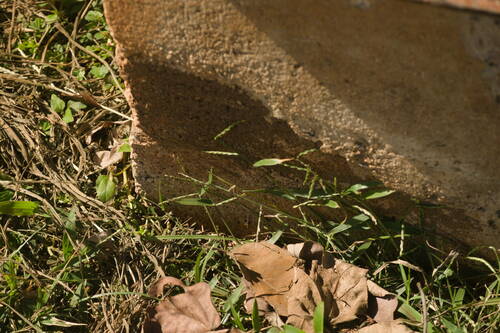 Urochloa distachyos, photograph 5