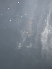 Astronotus ocellatus