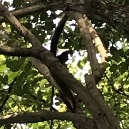Black Giant Squirrel