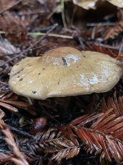 Cortinarius infractus