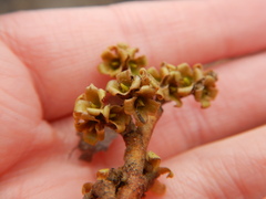 Hamamelis