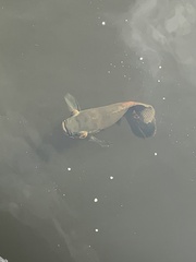 Astronotus ocellatus