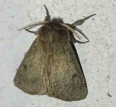 Paracles fusca