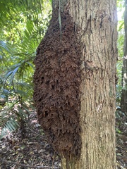 Termitidae