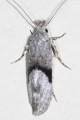 Gelechiini