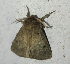 Paracles fusca
