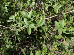 Schinus terebinthifolia