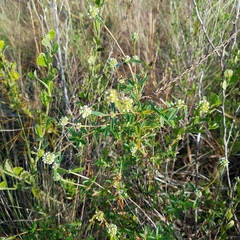Spermacoce verticillata