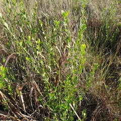 Baccharis glomeruliflora