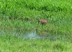 Hydrochoerus hydrochaeris