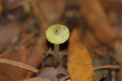 Gliophorus psittacinus