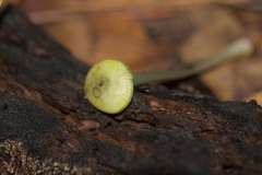 Gliophorus psittacinus