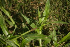 Urochloa plantaginea
