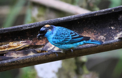 Chalcothraupis ruficervix