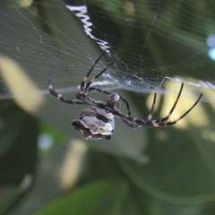 Argiope argentata