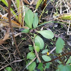 Erigeron quercifolius