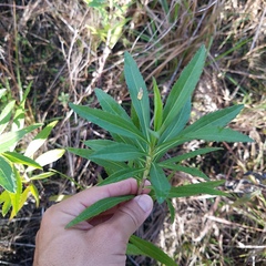 Solidago leavenworthii