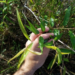 Salix caroliniana