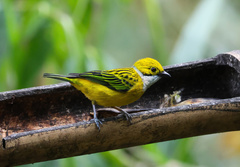 Tangara icterocephala