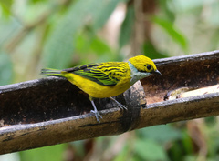 Tangara icterocephala