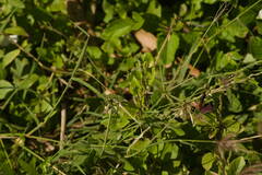 Asystasia gangetica