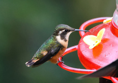 Philodice mitchellii