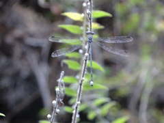 Archilestes
