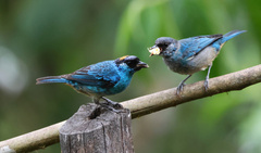 Chalcothraupis ruficervix