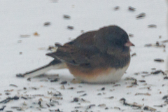 Junco hyemalis cismontanus