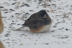 Junco hyemalis cismontanus