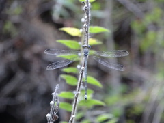 Archilestes