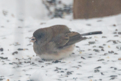 Junco hyemalis cismontanus