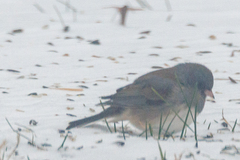 Junco hyemalis cismontanus