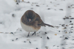 Junco hyemalis cismontanus