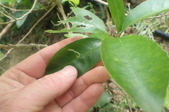 Liriomyza flavolateralis