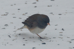 Junco hyemalis cismontanus